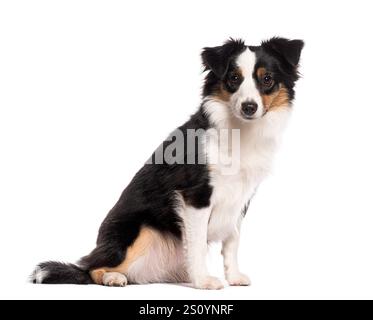 australischer Schäferhund, der auf weißem Hintergrund sitzt und posiert Stockfoto