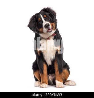 Der niedliche berner berner berner Hündchen neigt seinen Kopf neugierig, leicht keuchend und zeigt seine verspielte Natur Stockfoto