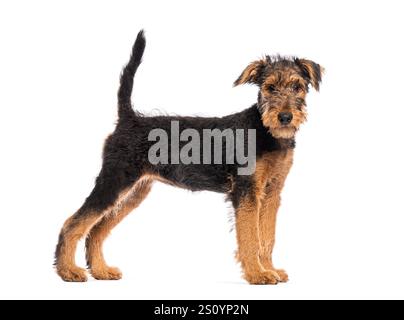 Entzückender airedale-Terrier-Welpe, stehend mit dem Schwanz nach oben, isoliert auf einem weißen Hintergrund Stockfoto