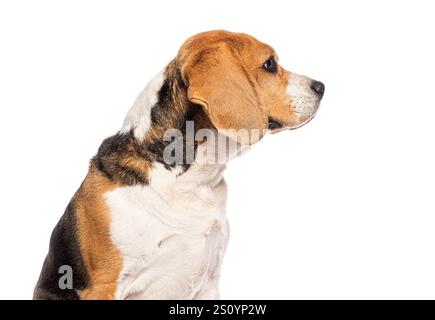 Kopfaufnahme, Seitenansicht eines Beagle-Hundes, der von der Kamera wegschaut, isoliert auf weißem Hintergrund Stockfoto