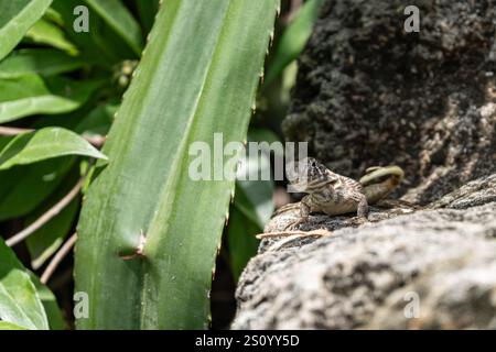 Kubanische Eidechse (Leiocephalus carinatus) auf Felsen in Kuba Stockfoto