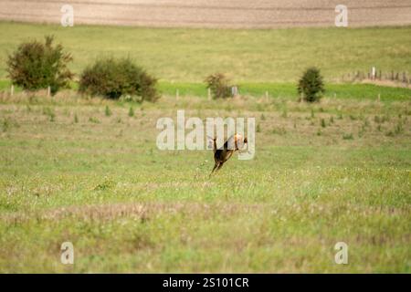 rehe (Capreolus capreolus) springen und flüchten durch ein Feld aus grünem Wintergras Stockfoto