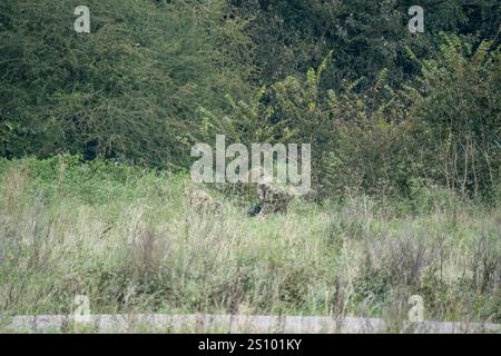 Ein Paar britische Armee tarnte Soldaten der Spezialkräfte, die durch hohe Gräser in Waldbedeckung zogen Stockfoto