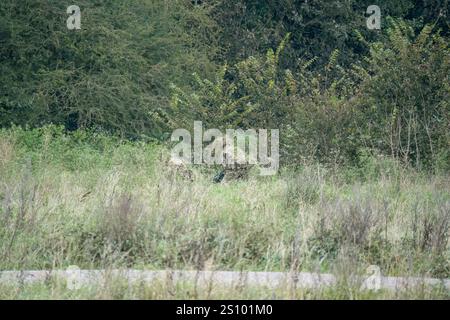 Ein Paar britische Armee tarnte Soldaten der Spezialkräfte, die durch hohe Gräser in Waldbedeckung zogen Stockfoto