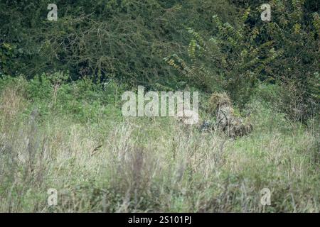 Ein Paar britische Armee tarnte Soldaten der Spezialkräfte, die durch hohe Gräser in Waldbedeckung zogen Stockfoto