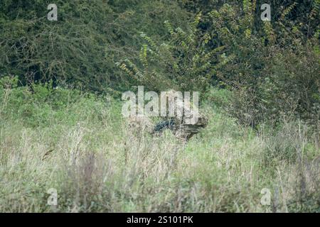 Ein Paar britische Armee tarnte Soldaten der Spezialkräfte, die durch hohe Gräser in Waldbedeckung zogen Stockfoto