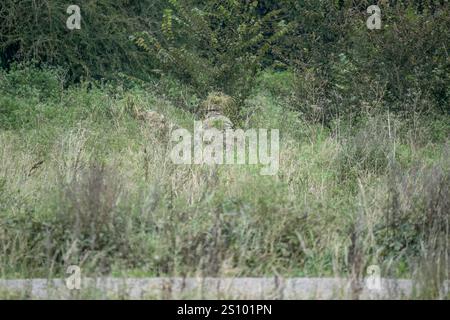 Ein Paar britische Armee tarnte Soldaten der Spezialkräfte, die durch hohe Gräser in Waldbedeckung zogen Stockfoto