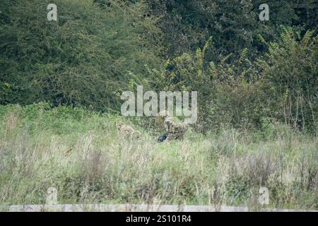 Ein Paar britische Armee tarnte Soldaten der Spezialkräfte, die durch hohe Gräser in Waldbedeckung zogen Stockfoto