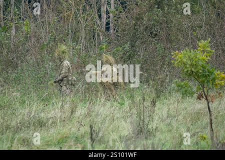 Ein Paar britische Armee tarnte Soldaten der Spezialkräfte, die durch hohe Gräser in Waldbedeckung zogen Stockfoto