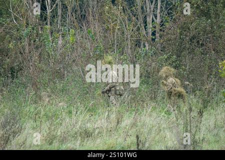 Ein Paar britische Armee tarnte Soldaten der Spezialkräfte, die durch hohe Gräser in Waldbedeckung zogen Stockfoto