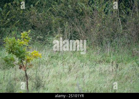 Ein Paar britische Armee tarnte Soldaten der Spezialkräfte, die durch hohe Gräser in Waldbedeckung zogen Stockfoto