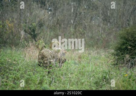 Ein Paar britische Armee tarnte Soldaten der Spezialkräfte, die durch hohe Gräser in Waldbedeckung zogen Stockfoto