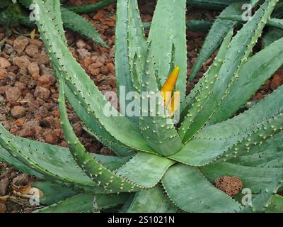 Grüne Aloe Vera Pflanze und gelbe Samen im Garten Stockfoto
