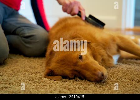 Hundepflege. Das Fell eines Nova Scotia Duck Tolling Retrievers putzt. Borstelen van een hond, Vachtverzorging van een toller. Stockfoto