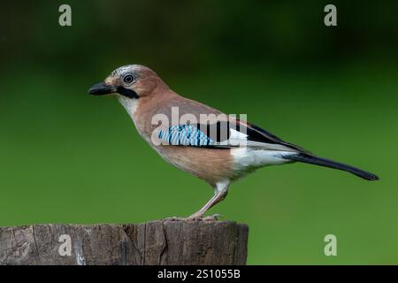 Eurasian Jay (Garrulus glandarius) auf einem Holzpfosten mit einem sauberen, grünen Hintergrund. Stockfoto