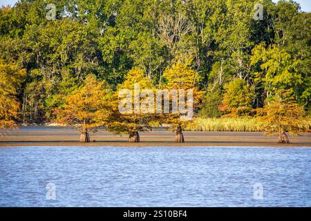 Glatze Cypress, Taxodium distichum, im Herbst, Tennessee River. Herbstfarben am Chickamauga Lake nördlich von Chattanooga im Oktober. Stockfoto