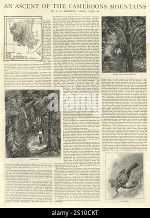 Vintage-Illustration des Aufstiegs der Cameroons Mountains von Sir Henry Hamilton Johnston, britischer Entdecker, Botaniker und Künstler, 19. Jahrhundert Stockfoto