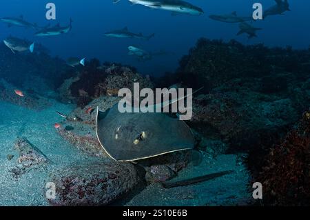 Bathytoshia brevicaudata und Triakis scyllium Stockfoto