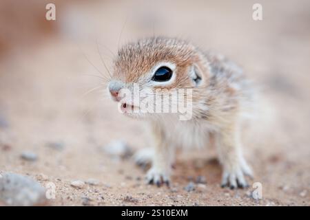 Young Spotted Ground Eichhörnchen, Socorro County, New Mexico, USA. Stockfoto