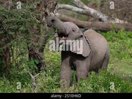 Junge afrikanische Elefanten (Loxodonta africana), die sich umsehen Stockfoto