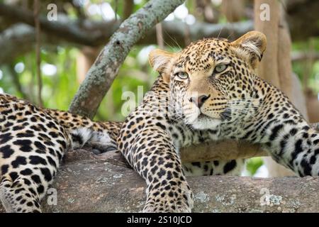 Leoparden (Panthera Pardus) ruht in Baum Stockfoto