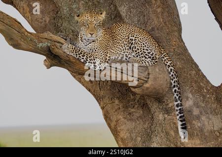 Leoparden (Panthera Pardus) ruht in Baum Stockfoto