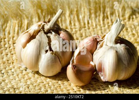 Knoblauch auf Sackleinen im Sonnenlicht. Zwei Köpfe reifer Knoblauch. Stockfoto