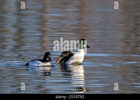 Gewöhnliche Goldaugen (Bucephala clangula) zwei erwachsene Männchen, die im Winter im Abendlicht im See schwimmen Stockfoto