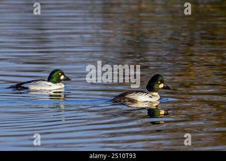 Gewöhnliche Goldaugen (Bucephala clangula) zwei erwachsene Männchen, die im Winter im Abendlicht im See schwimmen Stockfoto