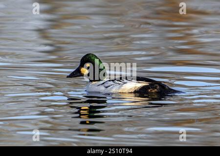 Gewöhnliches goldeneye (Bucephala clangula) erwachsener Mann, der im Winter im See schwimmt Stockfoto