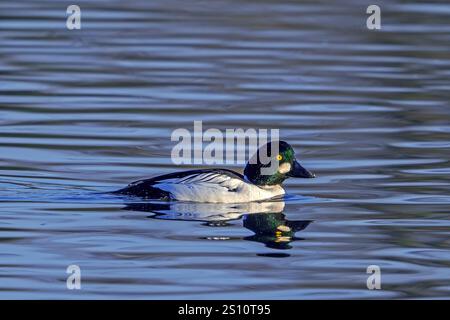 Gewöhnliches goldeneye (Bucephala clangula) erwachsener Mann, der im Winter im See schwimmt Stockfoto