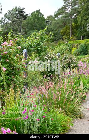 Ein Teil des Inverewe-Gartens mit Dierama, Mullien, Verbascum chaixii lychnis und Rosen Scotland July Stockfoto