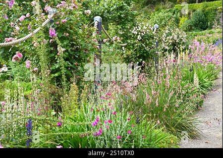 Ein Teil des Inverewe-Gartens mit Dierama, Mullien, Verbascum chaixii lychnis und Rosen Scotland July Stockfoto