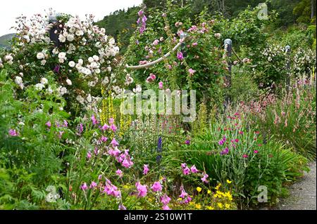 Ein Teil des Inverewe-Gartens mit Dierama, Mullien, Verbascum chaixii lychnis und Rosen Scotland July Stockfoto