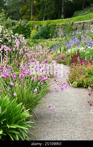 Ein Teil des Inverewe Gartens mit Dierama, Mullien, Verbascum chaixii, campanula und Rosen Schottland Juli Stockfoto