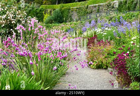 Ein Teil des Inverewe-Gartens mit Dierama, Mullien, Verbascum chaixii und Rosen Scotland July Stockfoto