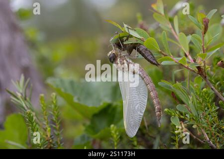 Torf-Mosaikjungfer, Schlupf, schlüpfend, aus Larve, Libellenlarve, Exuvie, Larvenhaut, Metamorphose, Weibchen, Torfmosaikjungfer, Mosaikjungfer, Aeshn Stockfoto