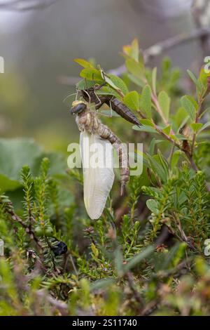 Torf-Mosaikjungfer, Schlupf, schlüpfend, aus Larve, Libellenlarve, Exuvie, Larvenhaut, Metamorphose, Weibchen, Torfmosaikjungfer, Mosaikjungfer, Aeshn Stockfoto