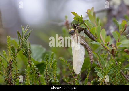 Torf-Mosaikjungfer, Schlupf, schlüpfend, aus Larve, Libellenlarve, Exuvie, Larvenhaut, Metamorphose, Weibchen, Torfmosaikjungfer, Mosaikjungfer, Aeshn Stockfoto