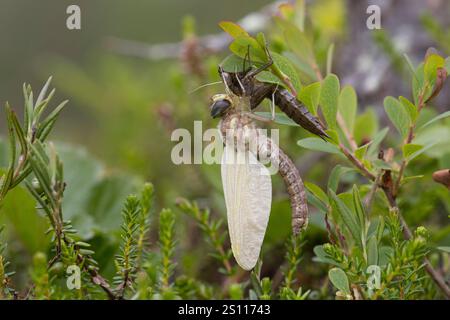 Torf-Mosaikjungfer, Schlupf, schlüpfend, aus Larve, Libellenlarve, Exuvie, Larvenhaut, Metamorphose, Weibchen, Torfmosaikjungfer, Mosaikjungfer, Aeshn Stockfoto