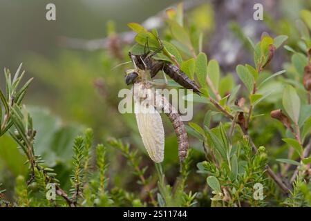Torf-Mosaikjungfer, Schlupf, schlüpfend, aus Larve, Libellenlarve, Exuvie, Larvenhaut, Metamorphose, Weibchen, Torfmosaikjungfer, Mosaikjungfer, Aeshn Stockfoto