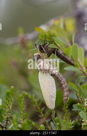 Torf-Mosaikjungfer, Schlupf, schlüpfend, aus Larve, Libellenlarve, Exuvie, Larvenhaut, Metamorphose, Weibchen, Torfmosaikjungfer, Mosaikjungfer, Aeshn Stockfoto