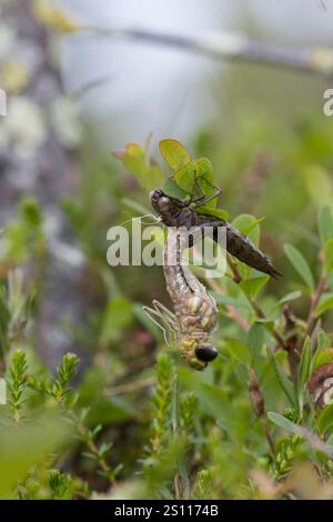 Torf-Mosaikjungfer, Schlupf, schlüpfend, aus Larve, Libellenlarve, Exuvie, Larvenhaut, Metamorphose, Weibchen, Torfmosaikjungfer, Mosaikjungfer, Aeshn Stockfoto