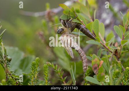Torf-Mosaikjungfer, Schlupf, schlüpfend, aus Larve, Libellenlarve, Exuvie, Larvenhaut, Metamorphose, Weibchen, Torfmosaikjungfer, Mosaikjungfer, Aeshn Stockfoto