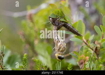 Torf-Mosaikjungfer, Schlupf, schlüpfend, aus Larve, Libellenlarve, Exuvie, Larvenhaut, Metamorphose, Weibchen, Torfmosaikjungfer, Mosaikjungfer, Aeshn Stockfoto