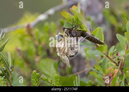 Torf-Mosaikjungfer, Schlupf, schlüpfend, aus Larve, Libellenlarve, Exuvie, Larvenhaut, Metamorphose, Weibchen, Torfmosaikjungfer, Mosaikjungfer, Aeshn Stockfoto