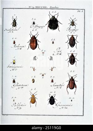 Entomologie, ou, Histoire naturelle des insectes (Nr. 79 Bruchus PL. I). Stockfoto