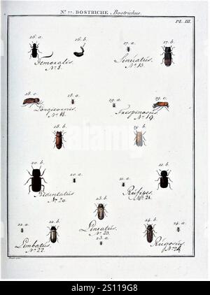 Entomologie, ou, Histoire naturelle des insectes (Nr. 77 Bostrichus PL. III). Stockfoto