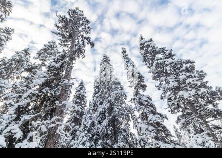 Schneebedeckte Kiefern im Winter in der Nähe von Lake Louise im Banff National Park, Alberta, Kanada Stockfoto