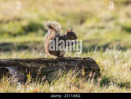 Ein sehr freches graues Eichhörnchen ( Sciurus carolensis), das auf einem Baumstamm saß und von der Sonne hervorgehoben wurde und ein Eichenblatt isst. . Suffolk, Großbritannien Stockfoto